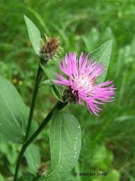 Attēlu rezultāti vaicājumam “Centaurea phrygia”