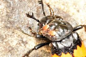 Attēlu rezultāti vaicājumam “Poecilochirus sp.”