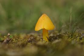 Attēlu rezultāti vaicājumam “Hygrocybe acutoconica”
