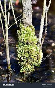 Attēlu rezultāti vaicājumam “Platygyrium repens”