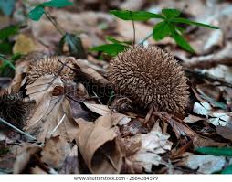 Attēlu rezultāti vaicājumam “Lycoperdon echinatum”