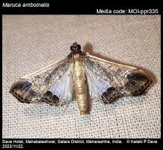 Attēlu rezultāti vaicājumam “Philonotis marchica macro”