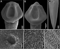 Image result for Minytrema melanops