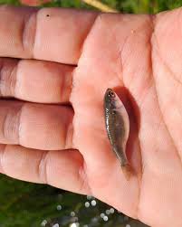 Image result for Mugil liza