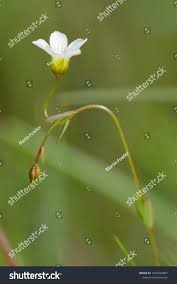 Attēlu rezultāti vaicājumam “Linum catharticum flower”