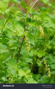 Attēlu rezultāti vaicājumam “Ribes spicatum”