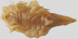 Attēlu rezultāti vaicājumam “Saduria entomon”