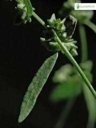 Attēlu rezultāti vaicājumam “Atriplex littoralis leaf”