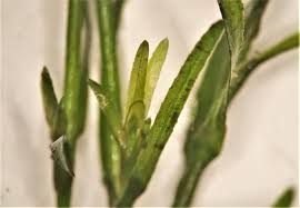 Attēlu rezultāti vaicājumam “Najas flexilis leaf”