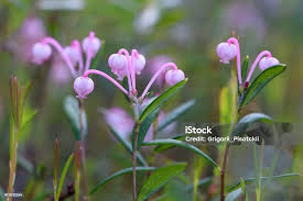 Attēlu rezultāti vaicājumam “Andromeda polifolia”