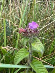 Attēlu rezultāti vaicājumam “Clinopodium vulgare”