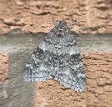 Attēlu rezultāti vaicājumam “Catocala nupta”