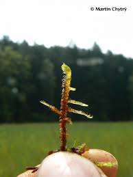 Attēlu rezultāti vaicājumam “Hamatocaulis vernicosus”