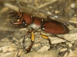 Attēlu rezultāti vaicājumam “Coleoptera”