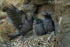 Attēlu rezultāti vaicājumam “Corvus corax adult”