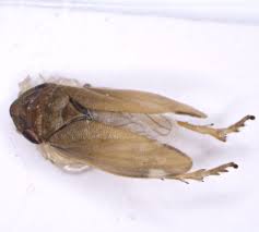 Attēlu rezultāti vaicājumam “Neophilaenus lineatus”