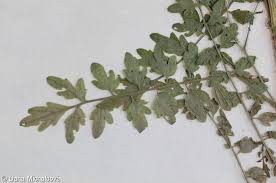 Attēlu rezultāti vaicājumam “Cardamine impatiens leaf”