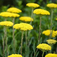 Image result for Achillea filipendulina