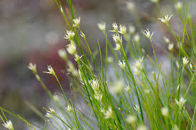 Attēlu rezultāti vaicājumam “Rhynchospora alba flower”
