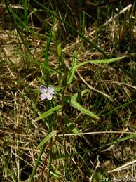 Attēlu rezultāti vaicājumam “Veronica scutellata flower”