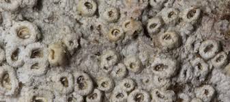 Attēlu rezultāti vaicājumam “Thelotrema lepadinum”