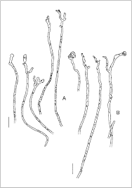 Attēlu rezultāti vaicājumam “Propolis farinosa”