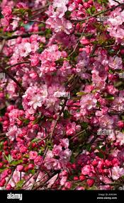 Attēlu rezultāti vaicājumam “Malus”