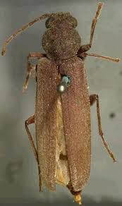 Attēlu rezultāti vaicājumam “Criocephalus rusticus”