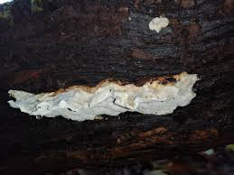 Attēlu rezultāti vaicājumam “Amaurochaete fusiformis spores”