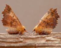 Attēlu rezultāti vaicājumam “Ennomos autumnaria male”