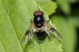 Attēlu rezultāti vaicājumam “Volucella pellucens”