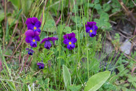 Attēlu rezultāti vaicājumam “Viola x williamsii”