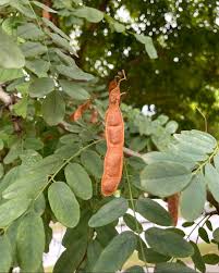 Attēlu rezultāti vaicājumam “Robinia pseudoacacia fruit”