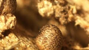 Attēlu rezultāti vaicājumam “Lycogala persicum”