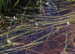 Attēlu rezultāti vaicājumam “Sparganium erectum aggr. leaf”