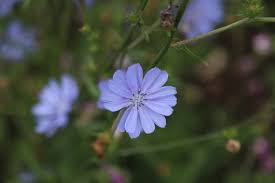 Attēlu rezultāti vaicājumam “Cichorium intybus flower”