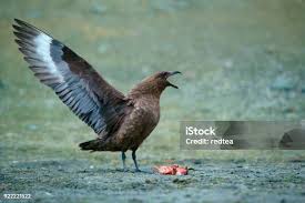 Image result for Stercorarius skua