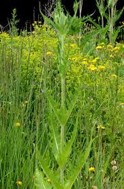 Image result for Dipsacus laciniatus