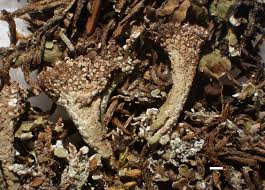 Attēlu rezultāti vaicājumam “Cladonia pyxidata”