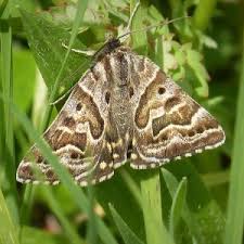 Attēlu rezultāti vaicājumam “Callistege mi”