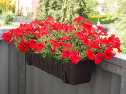 Image result for Petunie