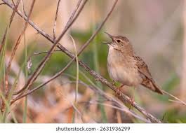 Image result for Locustella naevia