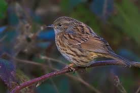 Attēlu rezultāti vaicājumam “Prunella modularis”