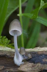 Attēlu rezultāti vaicājumam “Mycena abramsii”