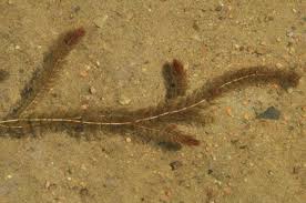 Attēlu rezultāti vaicājumam “Myriophyllum alterniflorum”