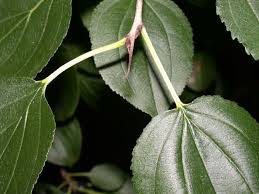 Attēlu rezultāti vaicājumam “Rhamnus cathartica leaf”