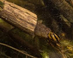 Attēlu rezultāti vaicājumam “Phryganeidae”