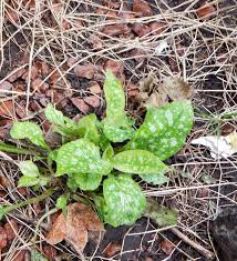 Image result for Pulmonaria officinalis