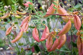 Image result for Colutea arborescens