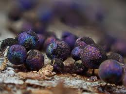 Attēlu rezultāti vaicājumam “Lamproderma nigrescens stalked”